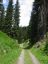 Graubnden Waldweg
