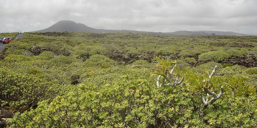Panorama Lanzarote grne Insel