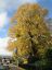 Neuseeland Baum